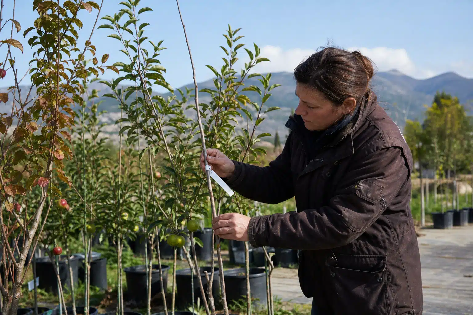 Femme mesurant le tronc d'un jeune arbre en pépinière